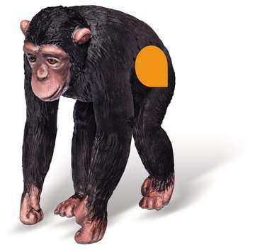 Tiptoi Schimpanse